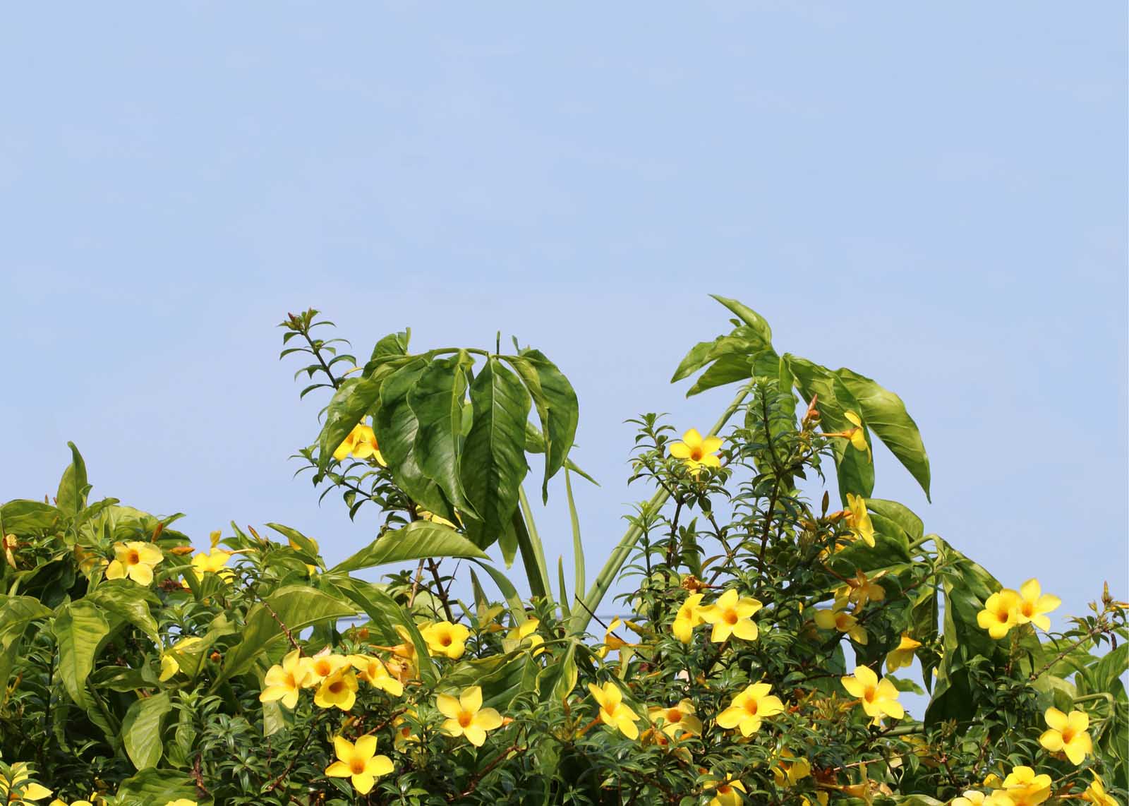 The Best Flowering Shrubs for Florida Landscapes